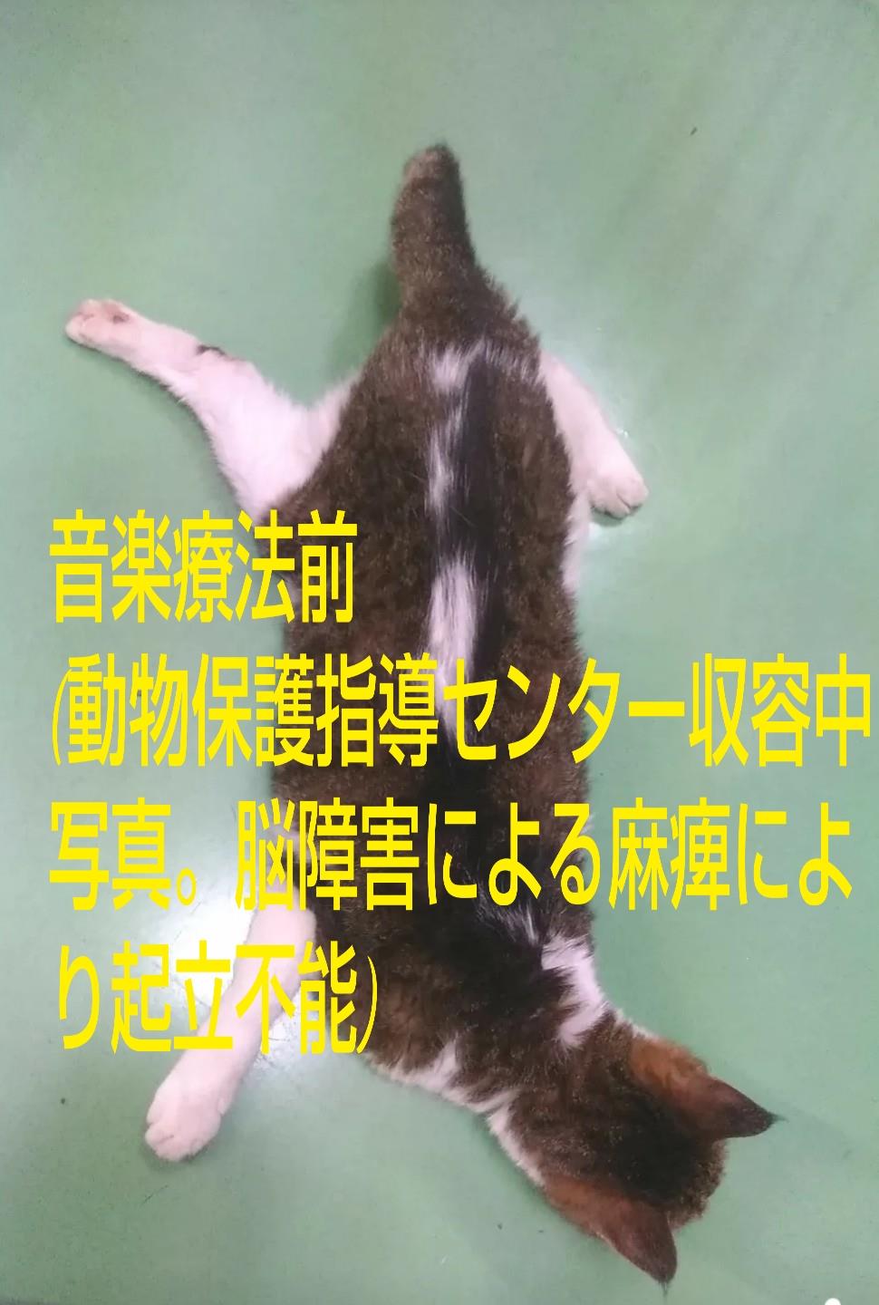 麻痺がある猫が音楽療法で麻痺改善し歩行可能になったメカニズム